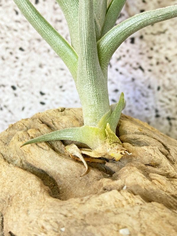 Amazon.co.jp: Frontier Plants開花終了株チランジアミスティック