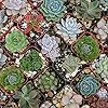 Ponak Fresh 300 stks Living Stone Sempervivum plant ZADEN voor opplant gemengd 4