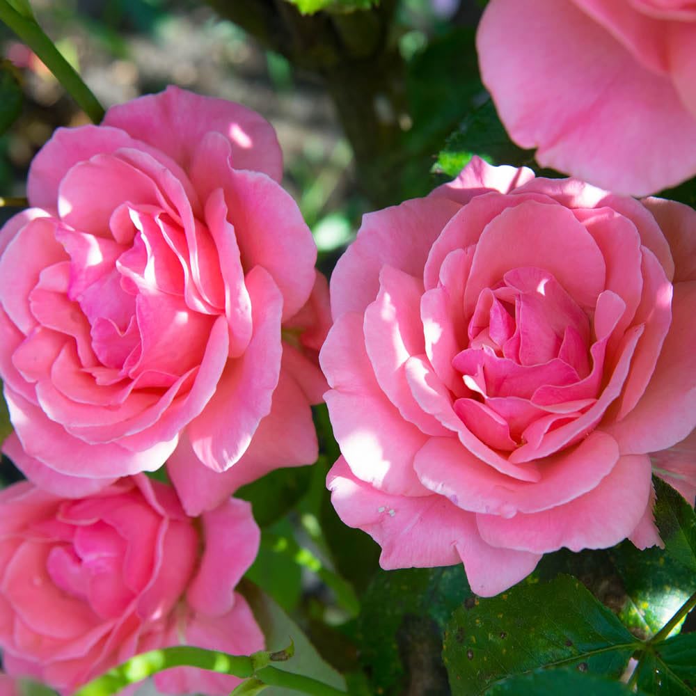 YouGarden Patio Standard Pink Rose in 4 Litre Pot, Ready to Plant, 40cm Stem