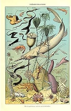 Vintage Poster Print Art Marine Life Organism Deep Sea Fish Creatures Fishes Species Breeds Identification Reference Chart Collection Wall Decor 53cm x 80cm
