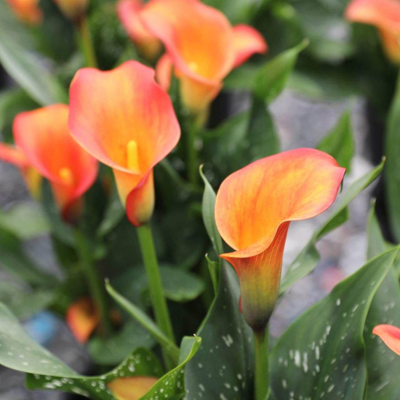 Calla Lily Morning Sun - Attracts Bees, Attracts Pollinators, Perennial Calla Lily Bulbs for Planting, Orange/Yellow Flower Bulbs | Summer Flowering Bulbs - Easy to Grow & Maintain (4 Pack)