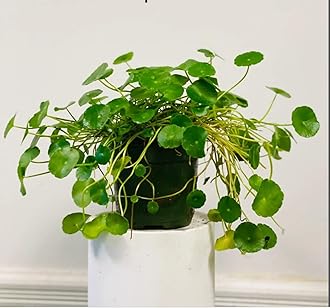 Greenursery Water Pennywort Indoor Plant For Home and Garden (Pack of 1 with Self Watering Pot)
