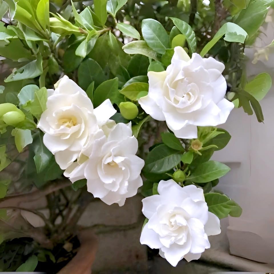 Image of Hidden Enterprise Gandharaj Live Flower Plant with Strong Fragrance for Garden Balcony Terrace Outdoor | Healthy Plant Producing Large White Blooms | Ideal for Natural Aroma Landscaping and Greenery