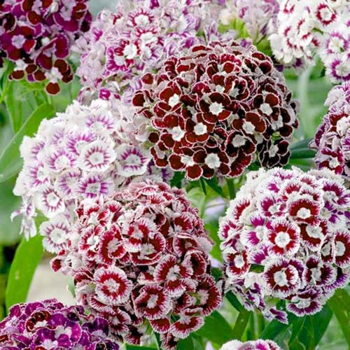 5000+ Dianthus Barbatus Flower Seeds for Planting - Mix Color Perennial Sweet William Wild Flower Inviting Pollinators - Thumbnail 4