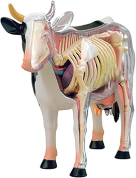 4D Cow Anatomy Model - Animal Skeleton Specimen, Detachable Biology, 29 Parts for Pet Clinic Veterinary TrainingSchool Teaching Demonstration