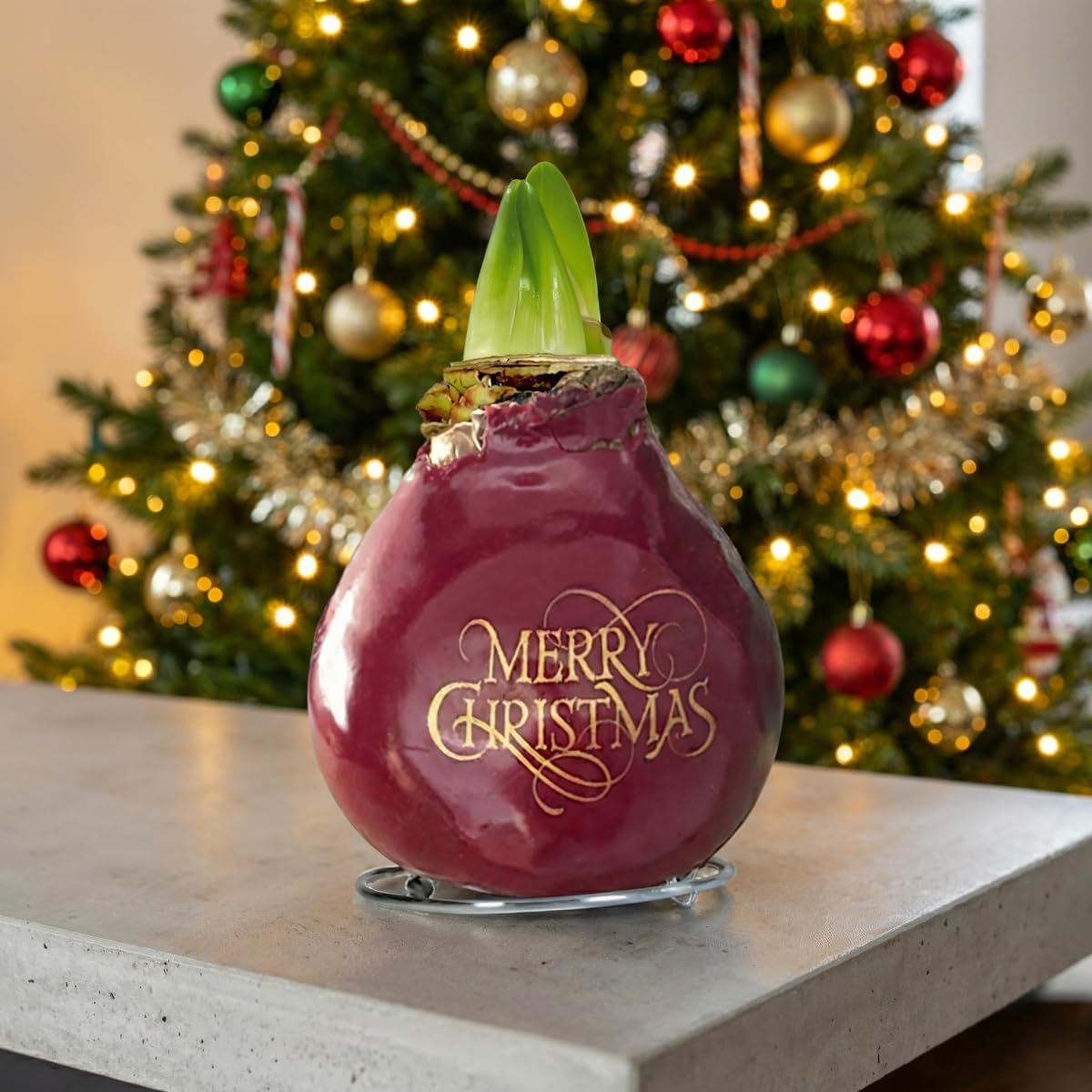 Amaryllis Bulbe Collection - 3 Pièces - Bulbes à Fleurs Grand Format 26/28 - Naturelle Plantes De Hollande - Hippeastrum (pas De Graines, Sans Cire, Non Artificielle