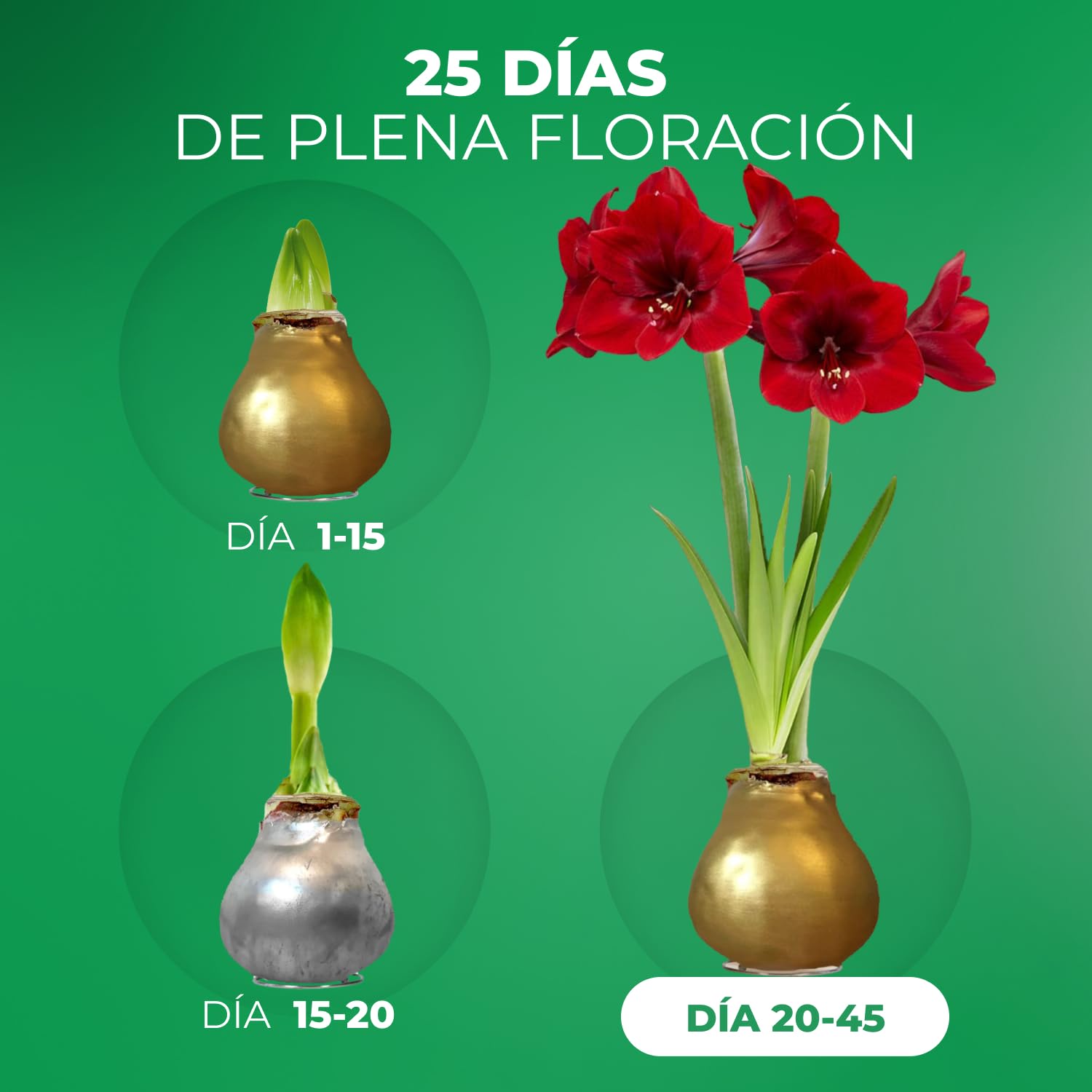 Colección de bombillas de amarilis recubiertas de cera en plata y oro