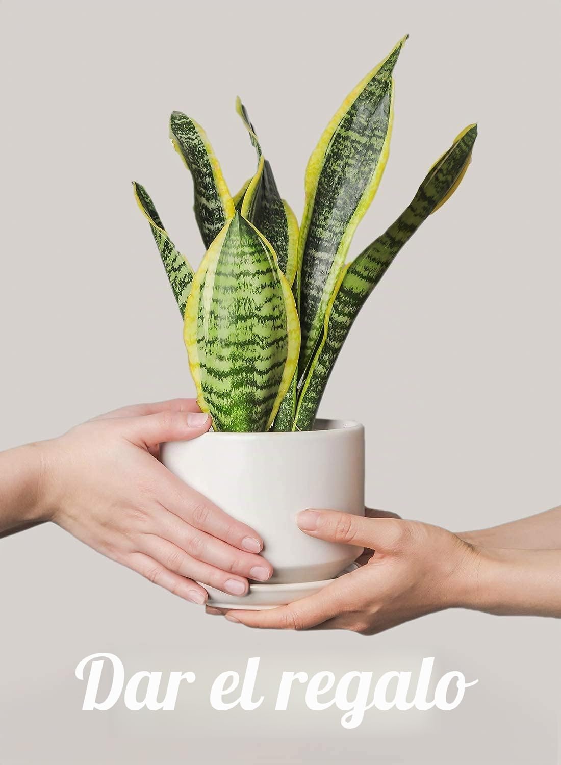 LE TAUCI Maceta de Cerámica de 17 cm con Plato y Agujero de Drenaje, Macetero Moderno para Plantas de Interior, Robusta y Duradera, Decoración para Hogar u Oficina, Blanco