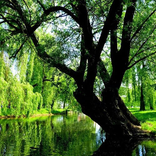 Meditace na uvolněn&iacute; &uacute;zkosti - vrbov&eacute; l&iacute;stky