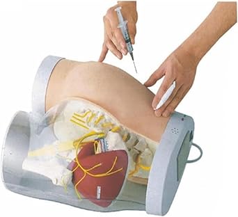Butt Injection Practice Model, Buttocks Muscle Injection Training Simulator with Light Prompt, Translucent Buttocks Muscle Injection Practice Model, Easy to Observe and Explain