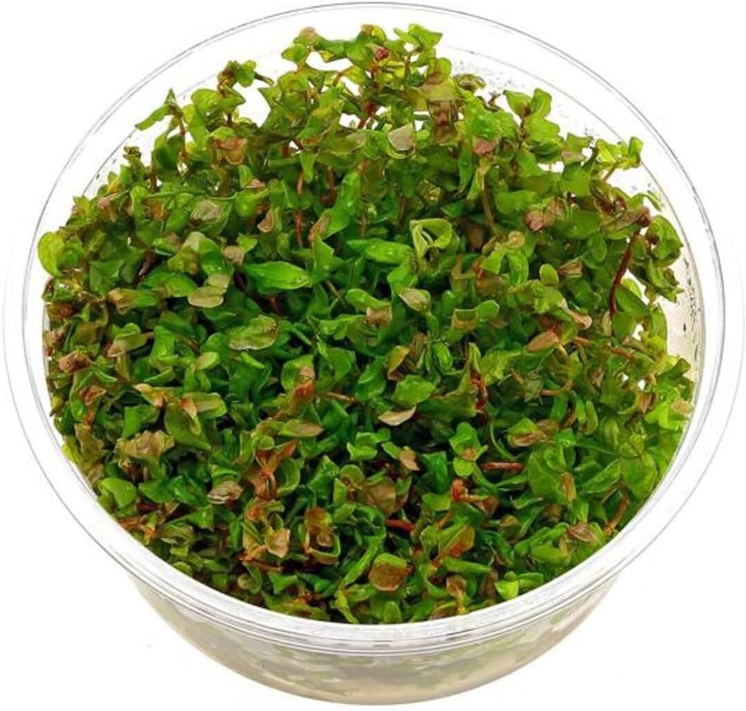 Rotala Macrandra In Vitro 200cc Canlı Bitki