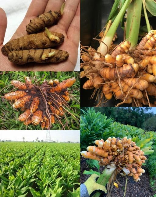 HIRA GREEN WORLD Organic Turmeric Seeds, Haldi Bulbs for Planting, 1 kg Pack-image-22