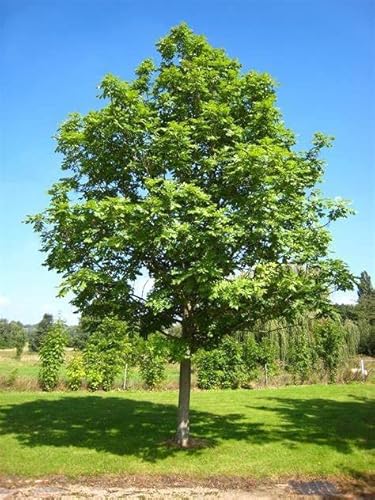 15 Ash Tree Seeds - Purple Ash Tree Seeds, European Ash Tree, Ash Tree Seedlings, Silver Birch Tree Seeds, Raywood Ash Tree Alder Tree Seeds Non-Gmov #TOP25