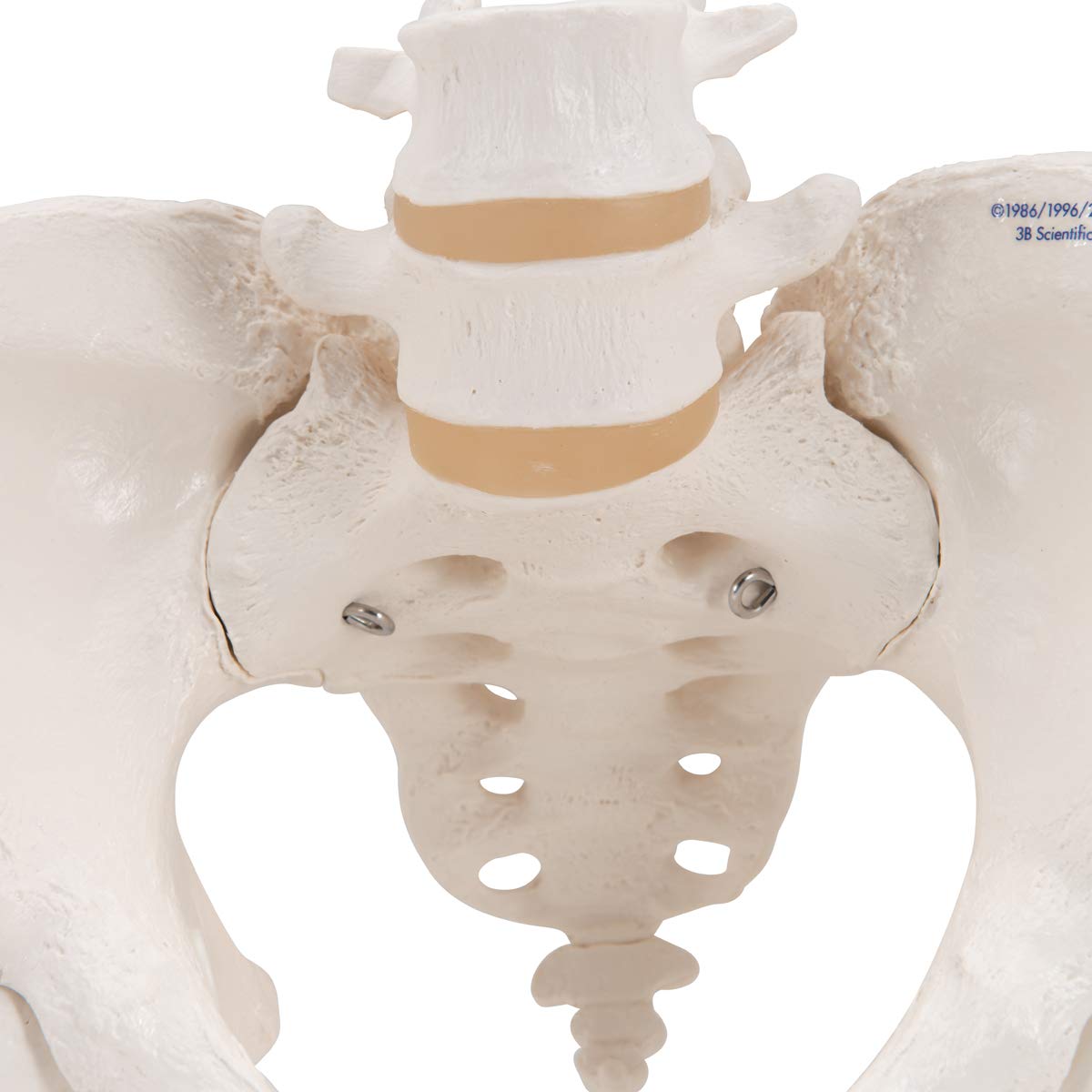 3B Scientific® Bacino Scheletrico Femminile – Modello a Grandezza Naturale con Sacro, Coccige, Sinfisi Mobile & Monconi Femorali + Smart Anatomy App (Garanzia di 5 Anni)