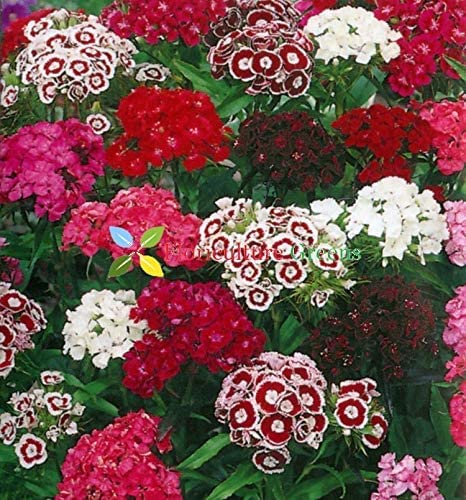 See full amazon price history chart for Sweet William Dianthus Barbatus Flower seeds Mix Colour Sweet William Dianthus Barbatus Flower seeds Mix Colour (B07MHWBWDN) Amazon Price History, Amazon Price Tracker