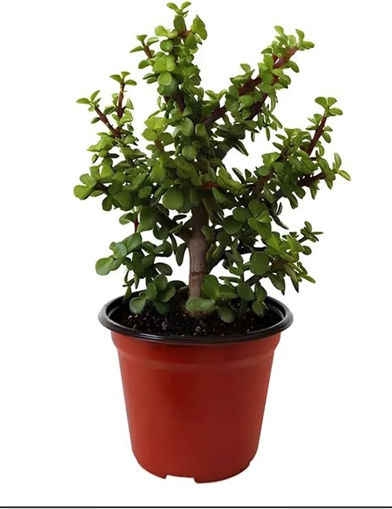 Gardenbox Yeşim Para Çiçeği Saksılı 20-30 cm Hediyelik Ofis Bitkisi Canlı Bitki