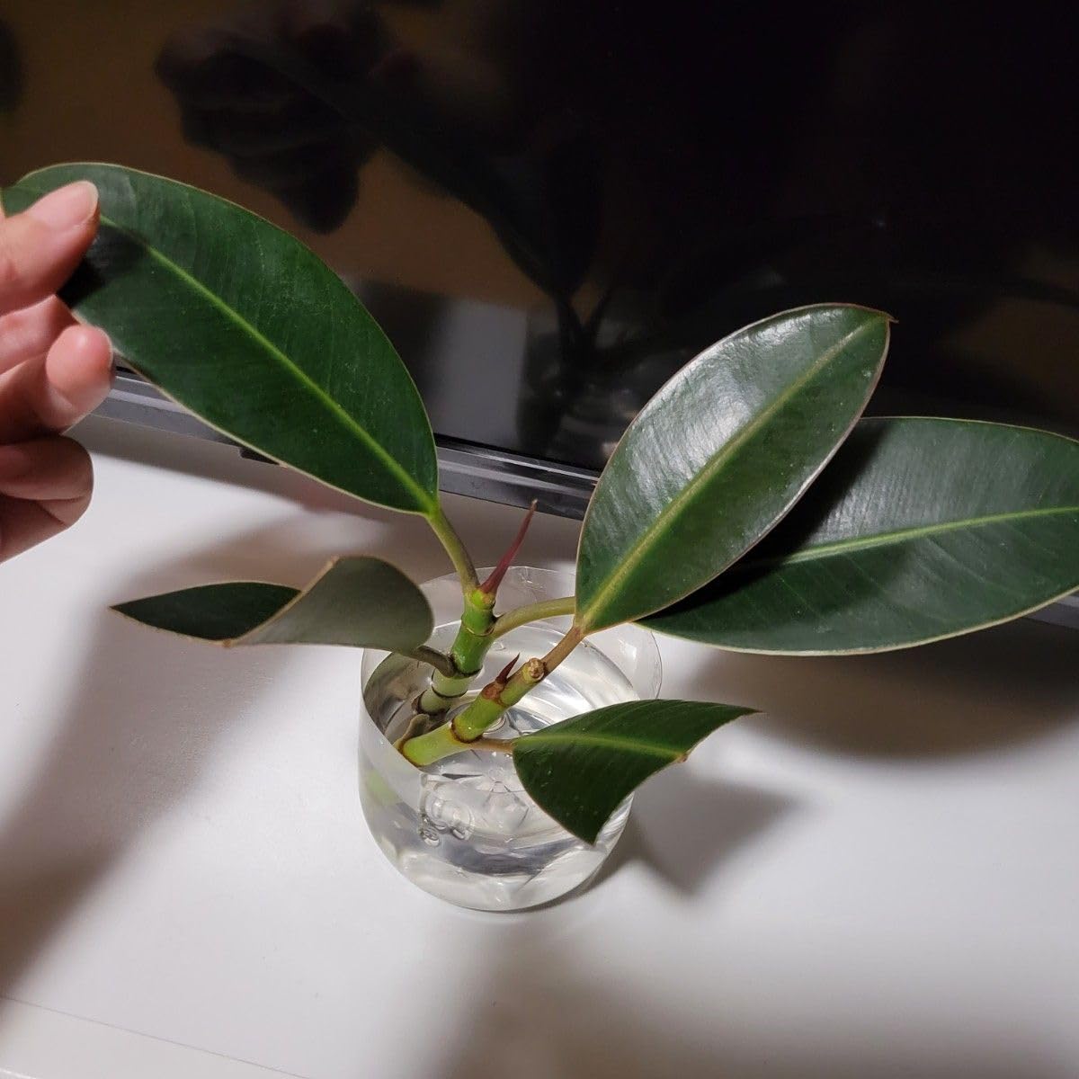 Amazon｜ゴムの木 フィカス 挿し木 2本水耕栽培 観葉植物 苗｜観葉植物