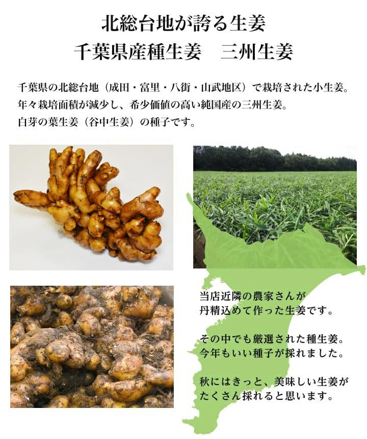 Amazon.co.jp: 種生姜 千葉県産三州生姜10kg : 食品・飲料・お酒