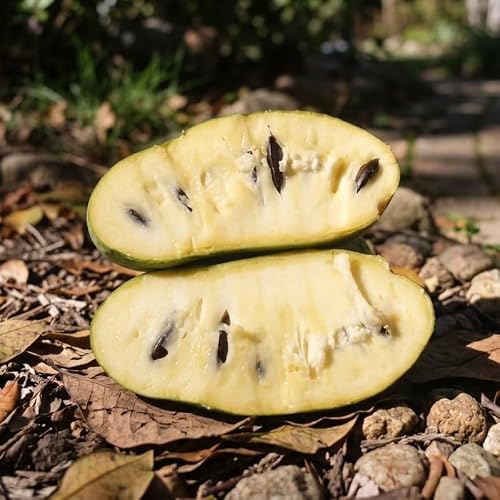 Pawpaw Tree Live Plant