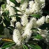 lauriers palmes Feuillage persistant : Vert foncé, brillant, toute l'année