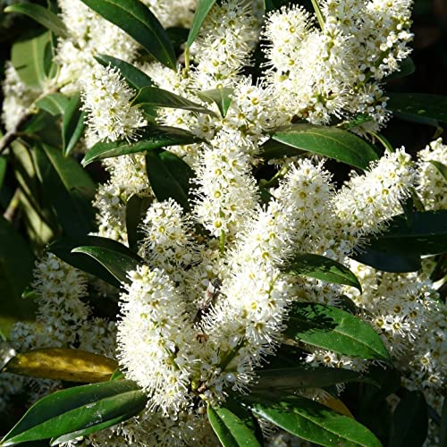 Laurier-palme (Prunus laurocerasus) 1L - Belles feuilles denses et brillantes