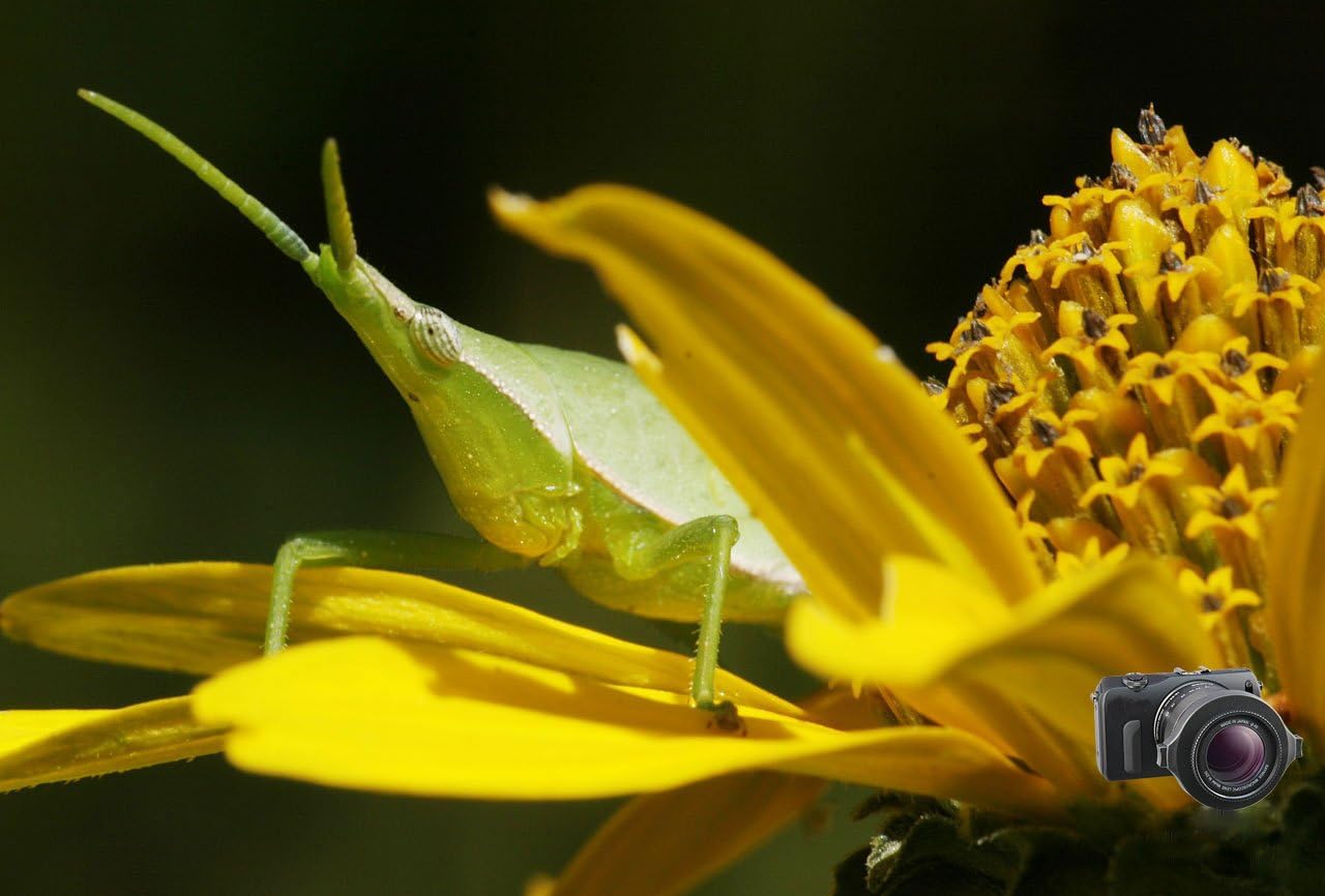 Bеѕt Prоmо Raynox DCR-150 Snap-On Macro Lens