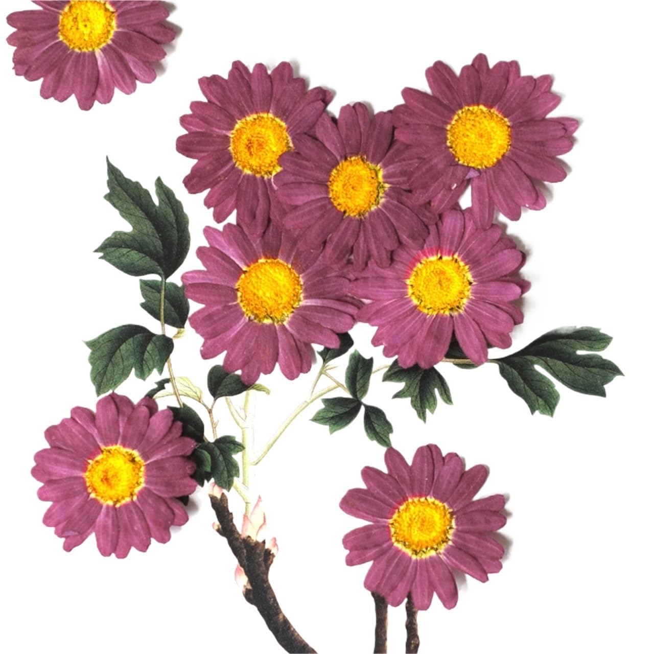 Flores Secas Prensadas 5 Bolsas de Flores secas en Relieve DIY