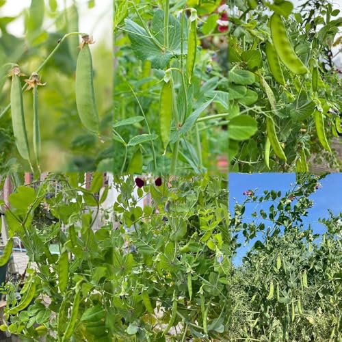 semillas de tirabeque 100pcs