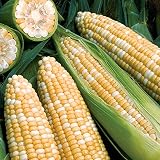 Park Seed Variety of Corn Seeds, Non-GMO Vegetable Seeds for Planting, Easy to Grow, Perfect for Harvesting...
