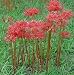 5 Bareroot Red Surprise Lily/ Resurrection Lily/ Naked Lady/ August Lily/ Lycoris Raidanti/ Red Spider Lily