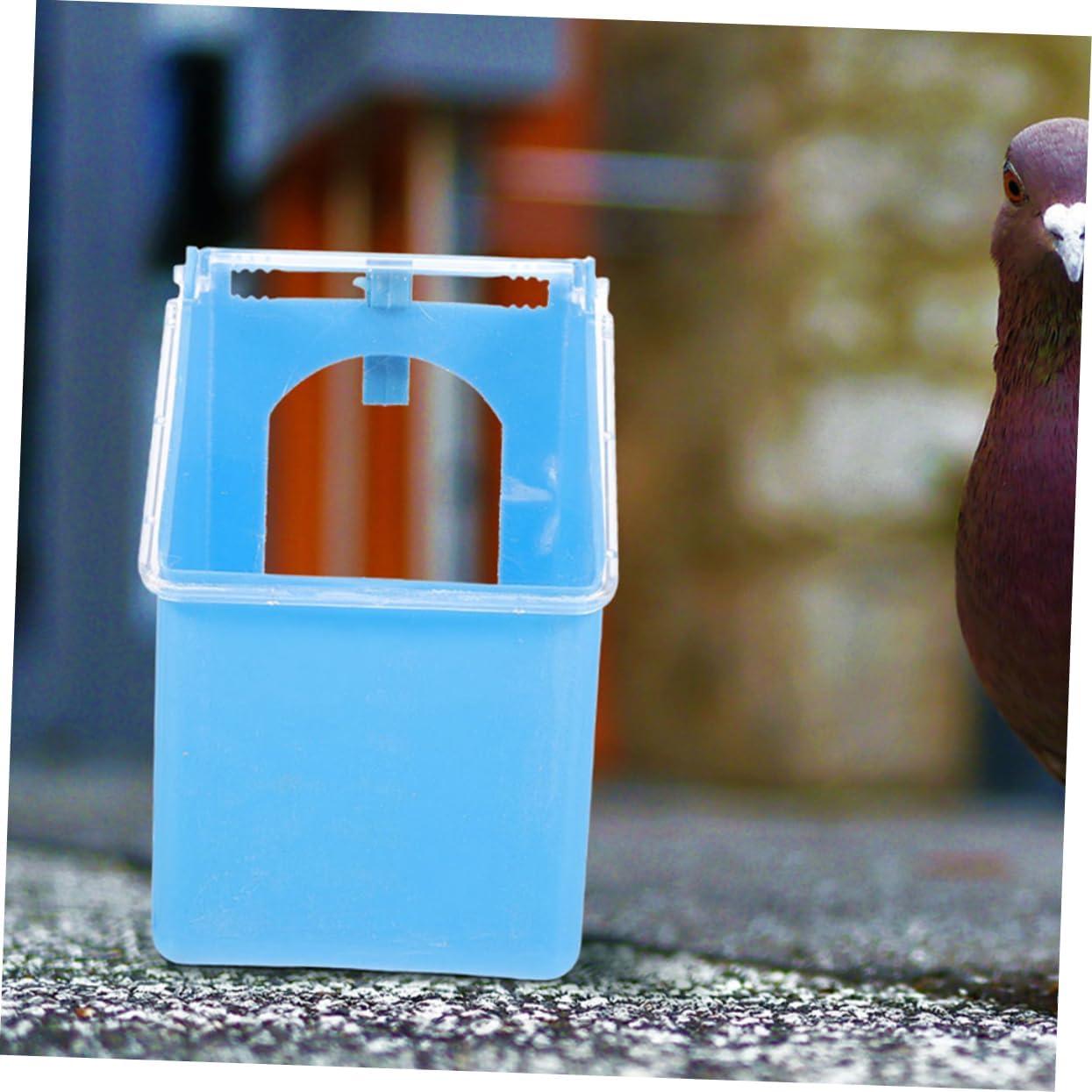 4pcs Pigeon Feeder Pigeon Supplies Cages Quail Cage Comederos Quail Feeder Outside para Water s Bird Bowl Parrot Suite Single Hole