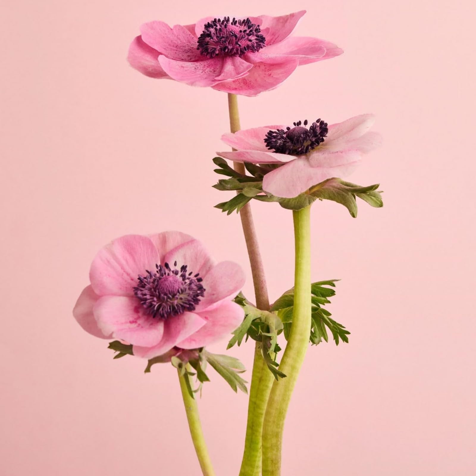 Anemone Windröschen, Für Beete und Terrasse zarte Blüten mit dunklen Blütenzentren-10zwiebeln-b