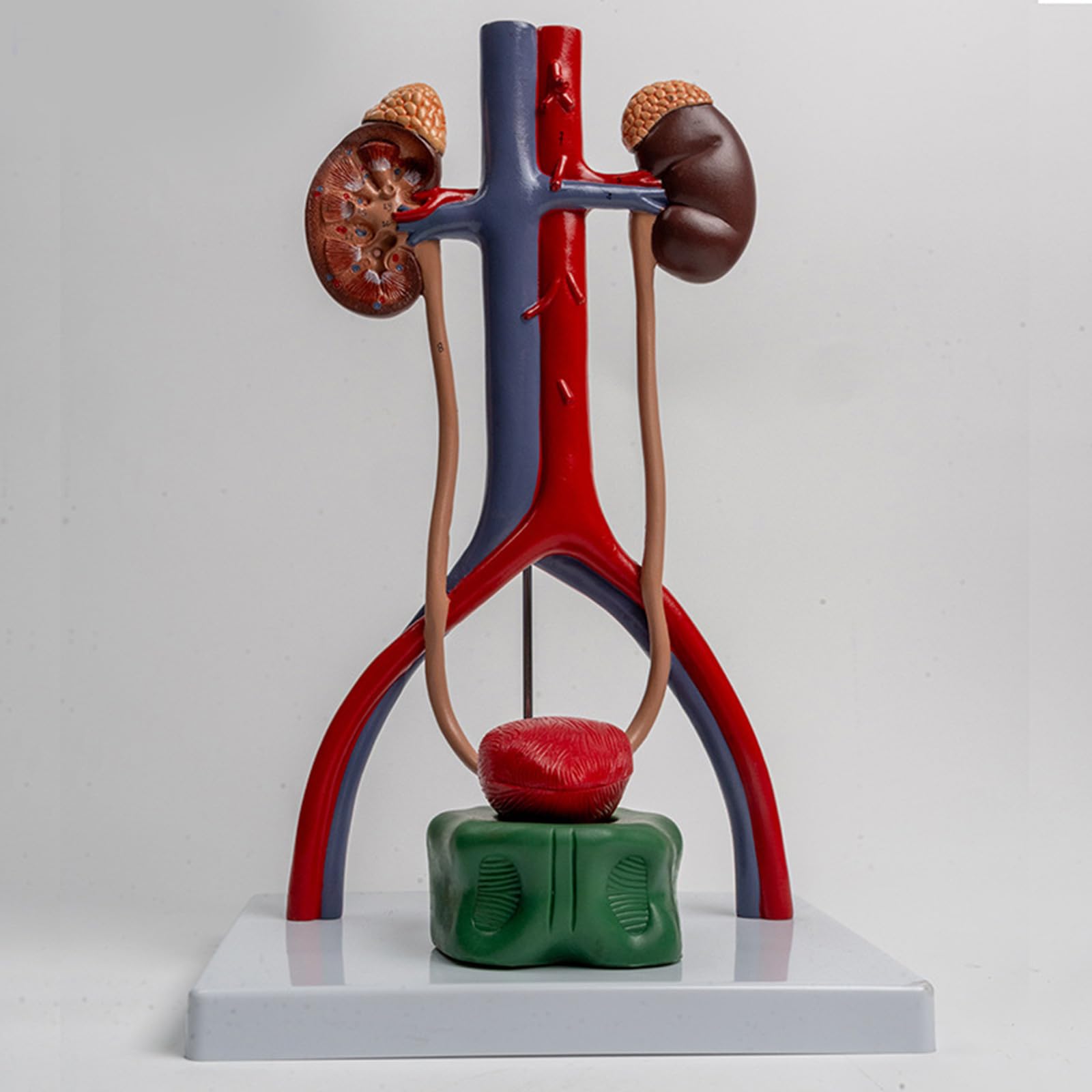 1: 1 Modello Urogenitale Modello del Corpo Umano Mostra Ureter della vescica per il rapporto Insegnamento Biologia Forniture didattiche