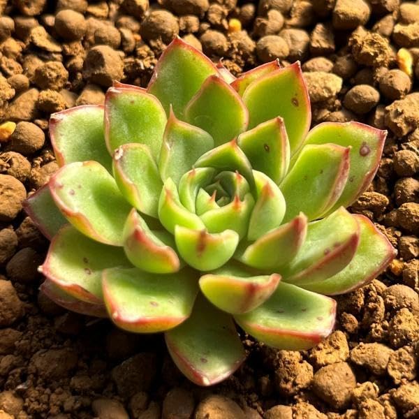 Amazon.co.jp: 多肉植物ドリームクイーン5個入り1セット込み Amazon.co.jp: 多肉植物ドリームクイーン5個入り1セット込み