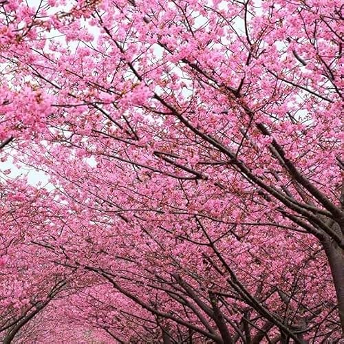 Kwanzan Japanese Flowering Cherry Tree