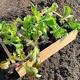 Salatjungpflanzen 12er-Mix-Set 5-6 verschiedene Sorten Salatpflanzen!