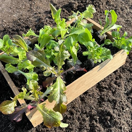 Salatjungpflanzen 12er-Mix-Set 5-6 verschiedene Sorten Salatpflanzen!