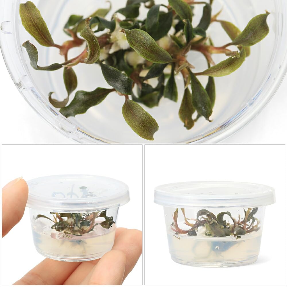 Amazon.co.jp: 【charm】（水草）組織培養 ブセファランドラsp