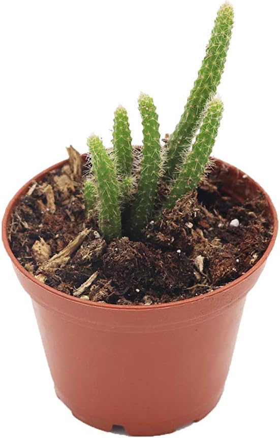 Amazon.com : 8 CUTTINGS Mouse Mini Rat Tail Cactus Rhipsalis RARE ...