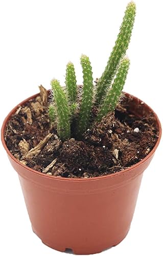 Miniatura 1 de Cola de Rata Suculenta - 2" de California Tropicals