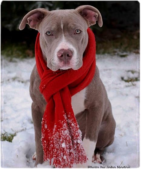 pitbull blanket amazon