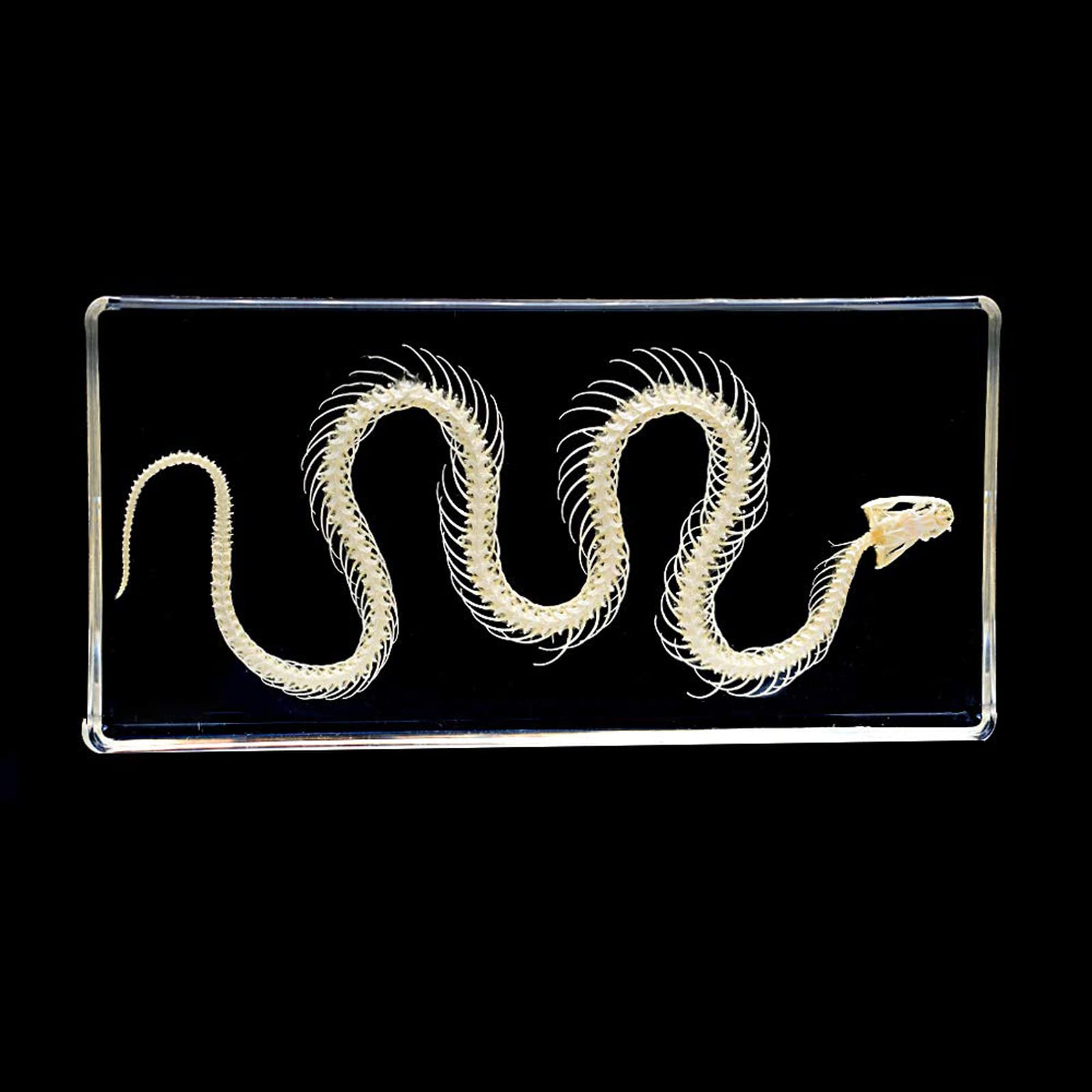UIGJIOG Real Snake Skeleton Animal Specimen in Acrylic Block, Paperweights Science Classroom Specimens for Science Education,16 * 7.8 * 2cm