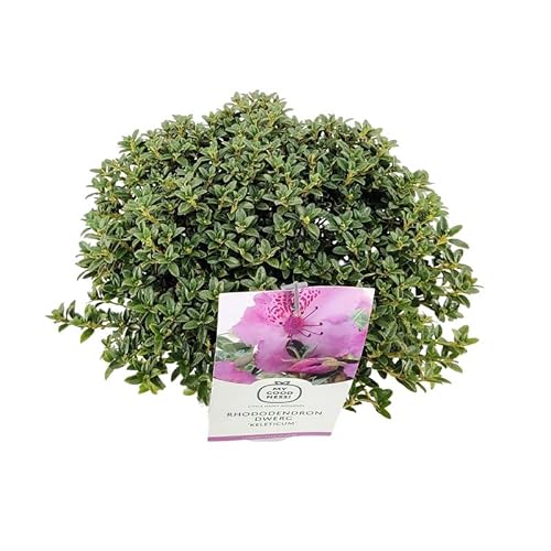 Rododendro 'Keleticum' - Rododendro nano - 25-30_C