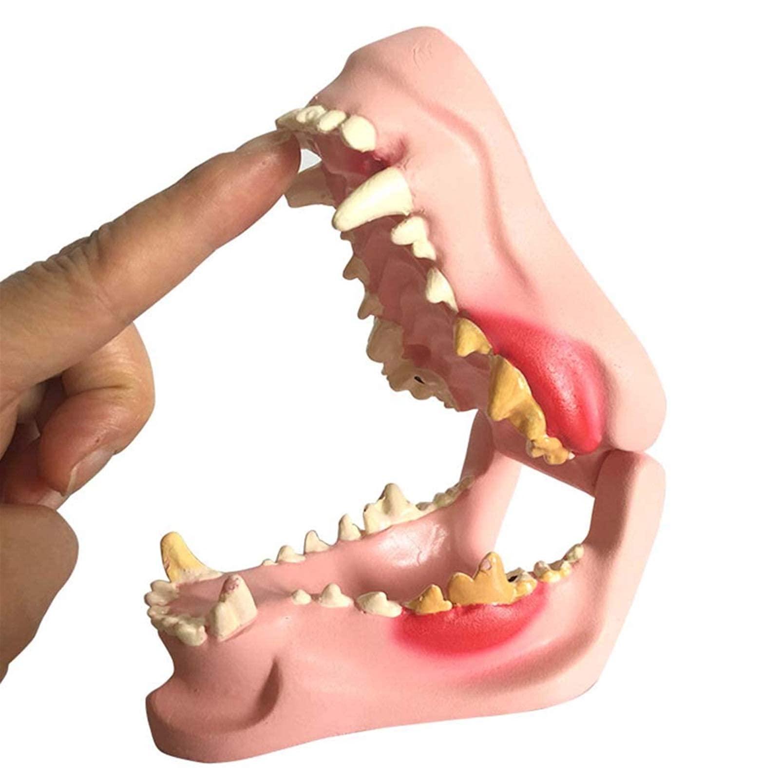 ERNZI Wyrss Student Model Dog Dental Pathology Model - Dog Jaw Anatomical Model Anatomy Animal Skeleton For Medical Teaching - For Medical Training Aid