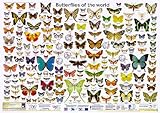 poster weltkarte vintage  Schmetterlinge der Welt (Planet-Poster-Box)