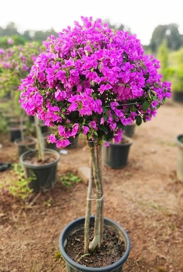 Greenursery Great Climbing Bougainvillea Live English Variety Lesser Trinitaria Purple Color Santa Rita Paper Flower Bugambilia Plant Veranera Granada Kaguava with Pot (Pack of 1) (B0CRH98WPK) Amazon Price History, Amazon Price Tracker
