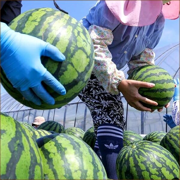 北海道産 らいでん西瓜 2玉1箱 Amazon.co.jp: 北海道産 らいでんスイカ 2玉 (共撰 特秀品/1玉 7kg