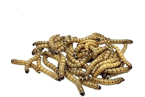 Live Garden Worms: 250 Large Superworms