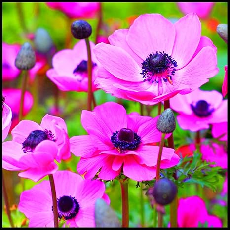 Amazon レア アネモネ球根の植え付け 生きている緑の植物 絶妙な切り花 庭の装飾 簡単な植え付けとガーデニング 4球根 D 花