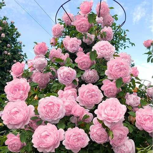 Light Pink Climbing Roses Live Plants AKTRD
